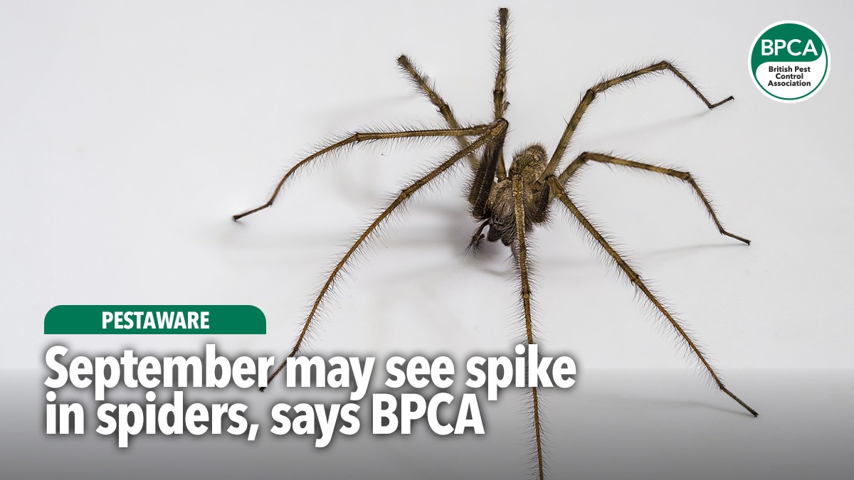 pestaware-spike-in-spiders-bpca-hero pestaware-spike-in-spiders-bpca-hero